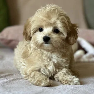DAISY